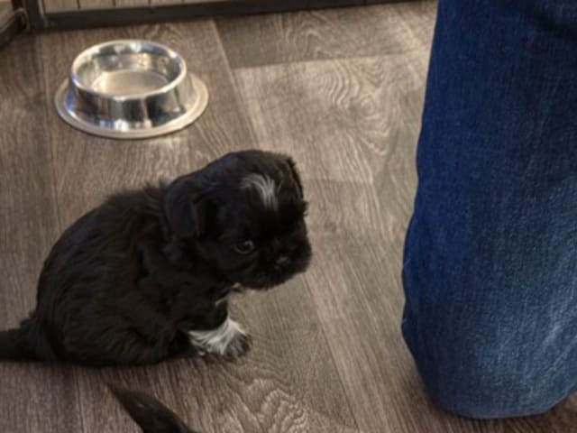 Shih Tzu · Helsinge · House of Shih-Tzu