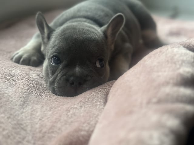 French Bulldog · Malmö · Gaso’s kennel