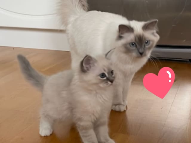Birman