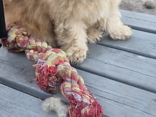 Blandras Dvärg pudel/ Bichon Havanais · Höör · Carola J.