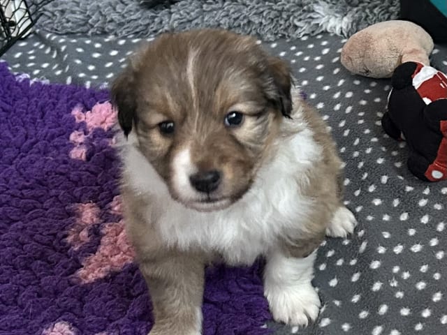 Shetland sheepdog