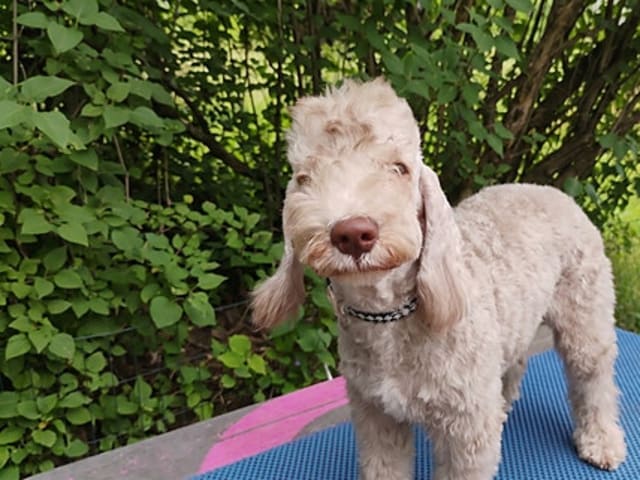 Bedlington Terrier