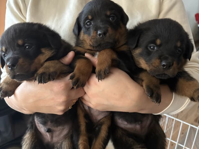 Rottweiler