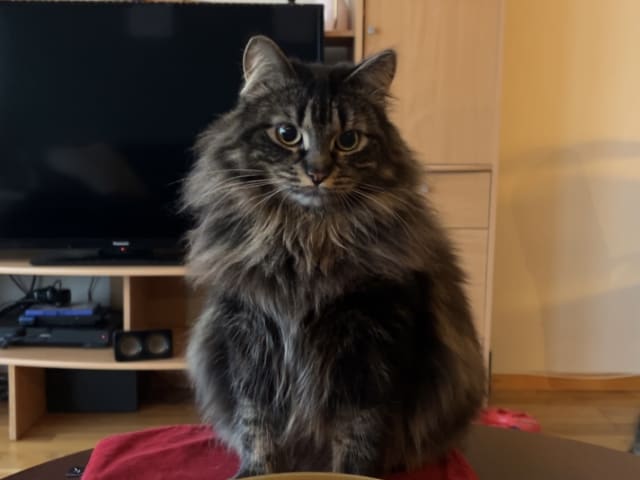 Norwegian Forest