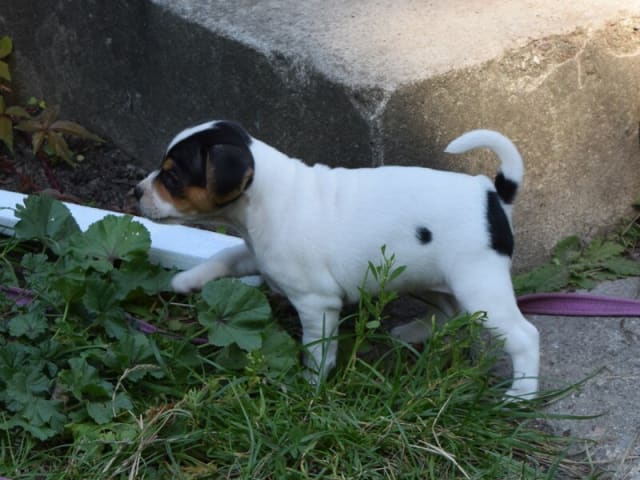 Danish Swedish Farmdog · Herlufmagle · Gårdbanditten