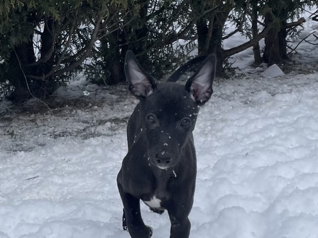 Whippet