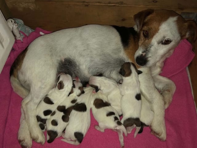 Jack russell terrier · Give · Strelluf