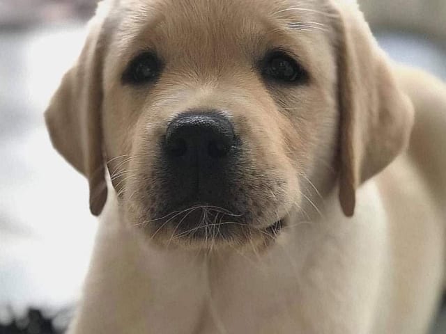 Labrador Retriever