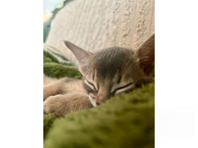 Abyssiner katt · Karlskrona · SE*Babytassens