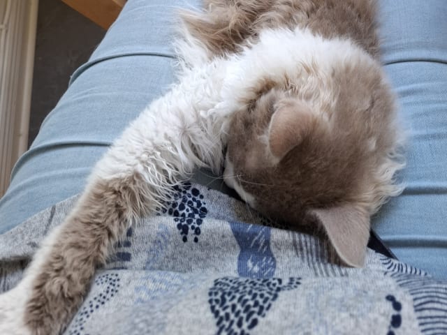 LaPerm