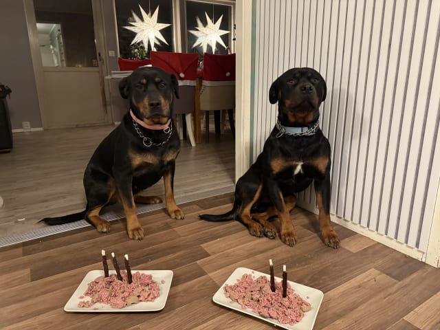 Rottweiler/American Bully XL · Gärsnäs · Slettet bruker