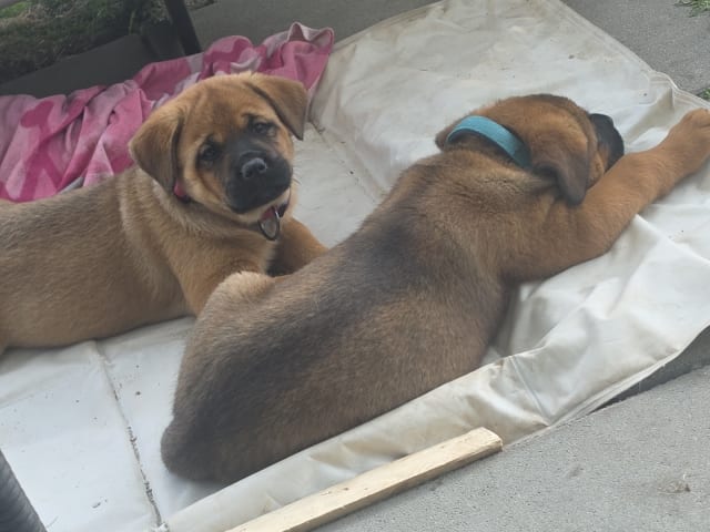 American Akita/Rottweiler · Edane · Inget