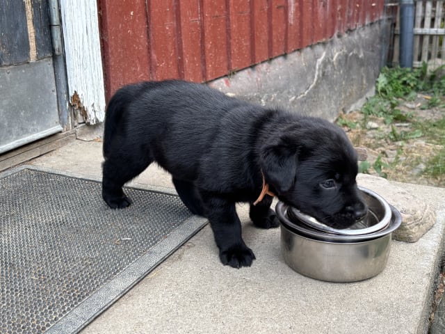 Labrador retriever · Lövestad · Sheep Trix