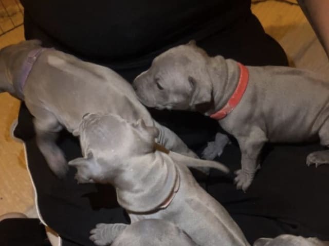 Thai Ridgeback Dog