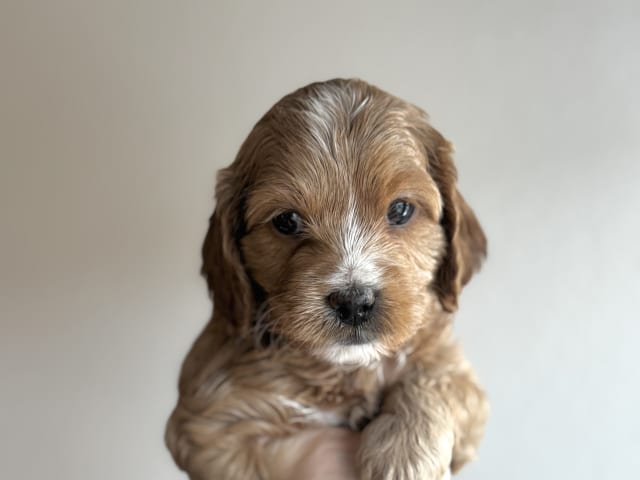 Cockerpoo