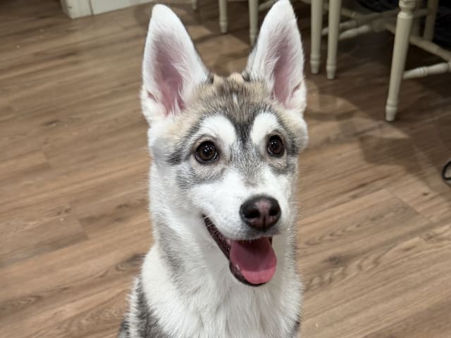 Siberian Husky