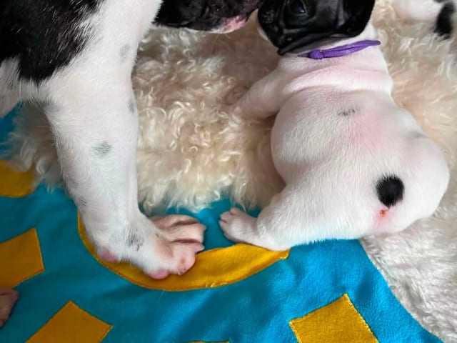 Fransk bulldog