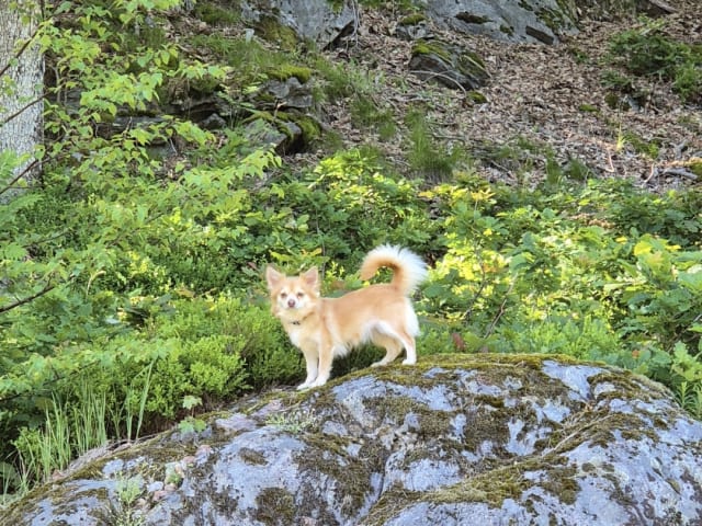 Pomchi · Arendal · Hanna B.