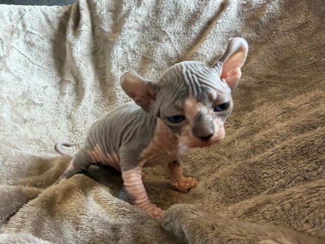 Sphynx