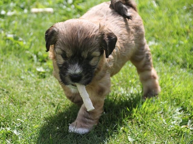 Tibetansk terrier