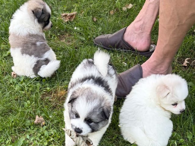 German Spitz – Mittelspitz · Tommerup · Asti-Una's