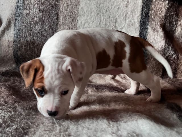 American Staffordshire Terrier · Köping · Hannah Östensson Lindqvist