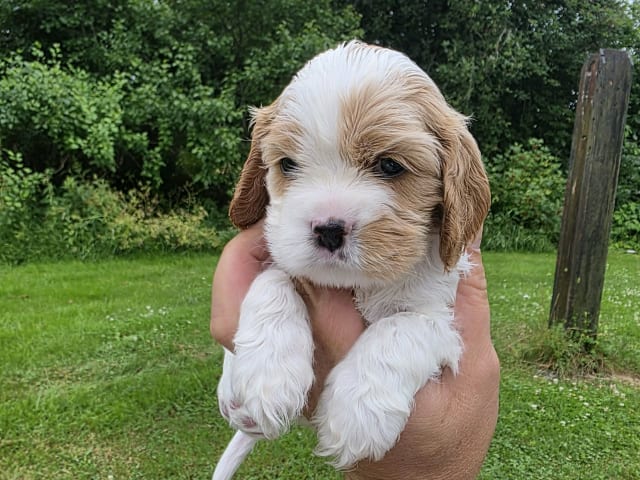 Amerikansk cockerspaniel Kavaljer King Charles Spaniel · Lövstabruk · Irene M.