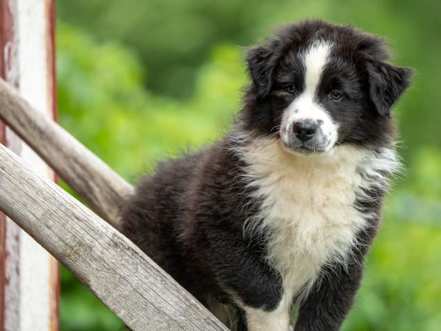 Australian Shepherd