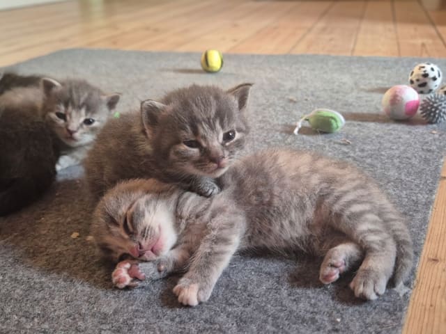 Burma/Norsk skogkatt · Lönsboda · Felicia M.