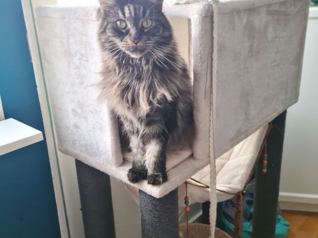Maine Coon · Vallentuna · Ulrika D.