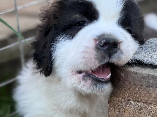 Saint Bernard · Rindalsskogen · Marie Helén Jäderström