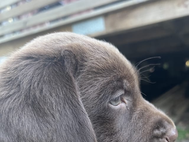 Labrador Retriever