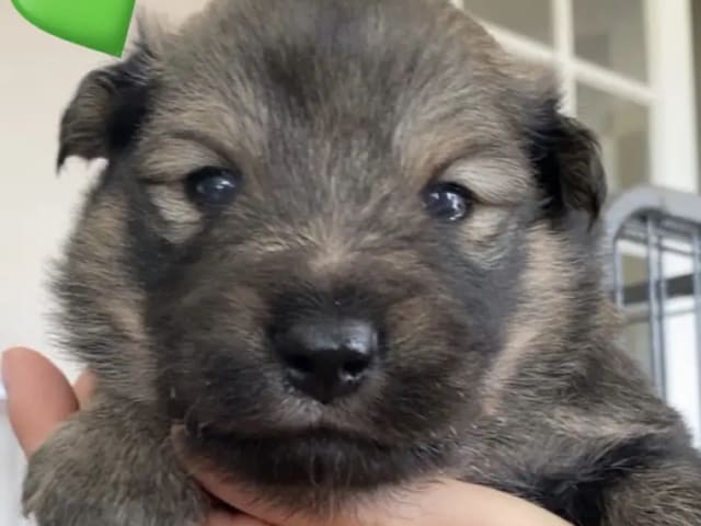 Finnish Lapphund · Sira · Anne Camilla Hansen