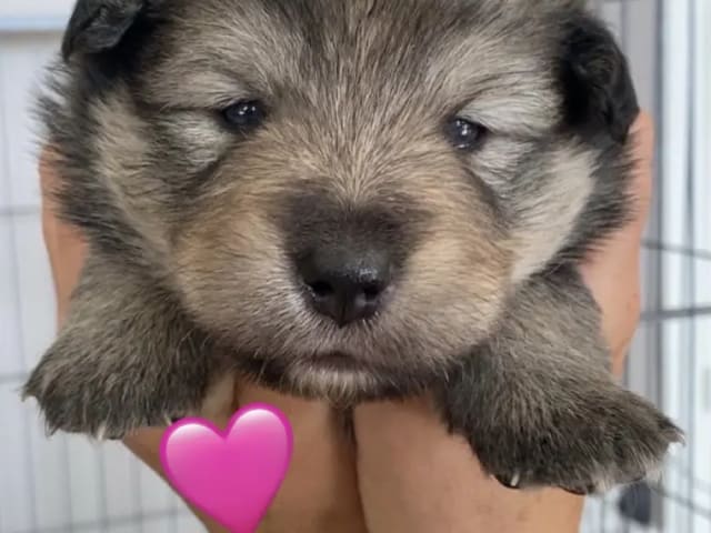 Finsk lapphund
