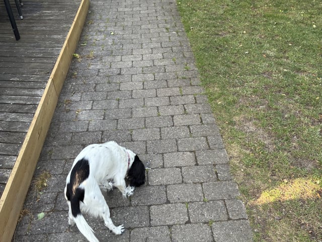 Cocker spaniel · Silkeborg · Casper B.
