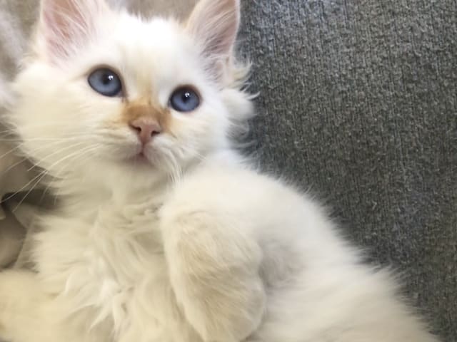 Birman