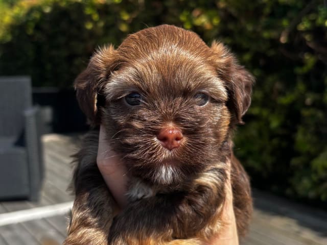 Havanese · Aalborg · Silketottens