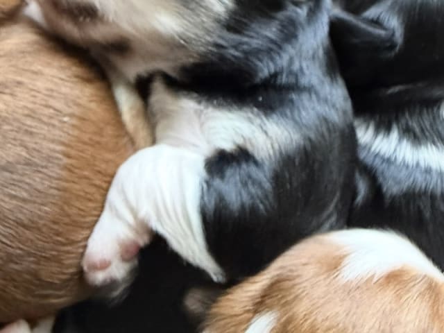 Havanese · Vojens · Tanja Nielsen
