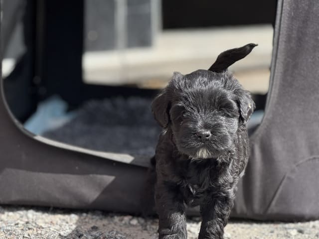 Tibetan Terrier