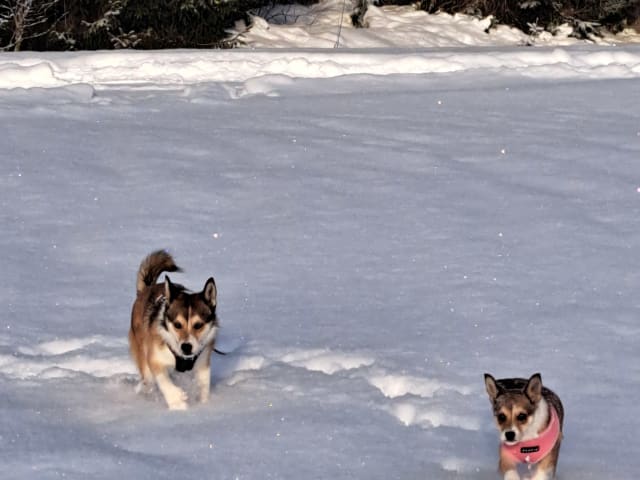 Norwegian Lundehund · Sørskogbygda · Furukollens