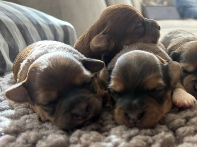 Havanese · Vemmelev · Regina Gamborg Kristiansen