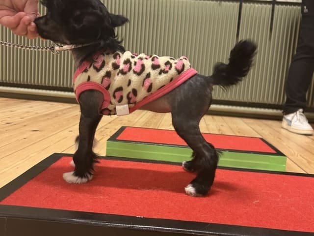 Chinese crested dog · Rønnede · Stars of Chinapaws