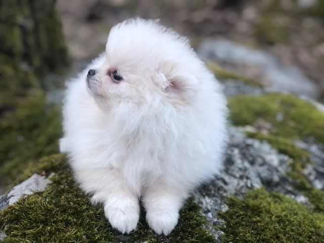 Pomeranian