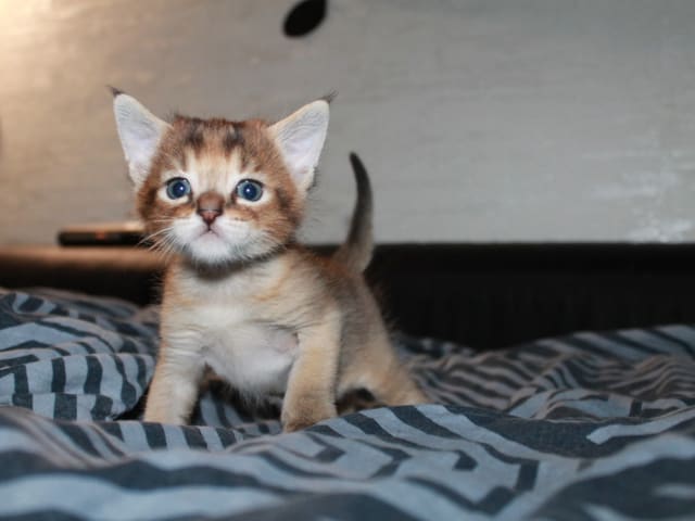 Exotic Shorthair