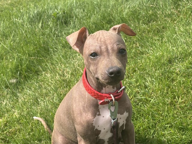 American Hairless Terrier