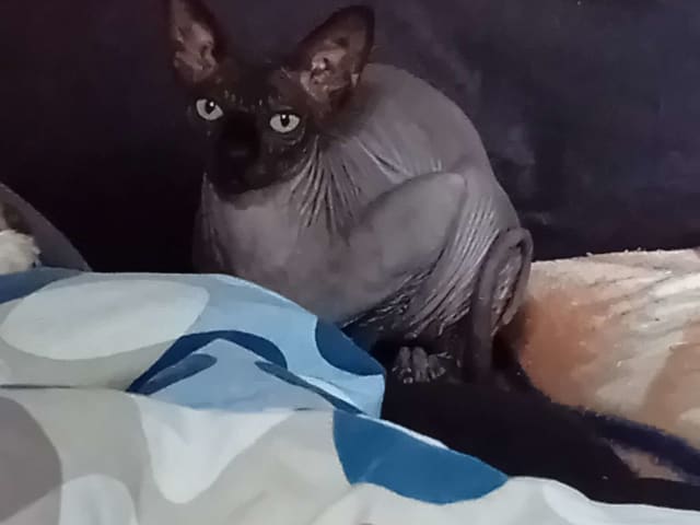 Sphynx · Grums · Eric H.