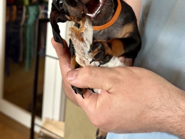 Manchester Terrier · Rennesøy · WestChester Kennel