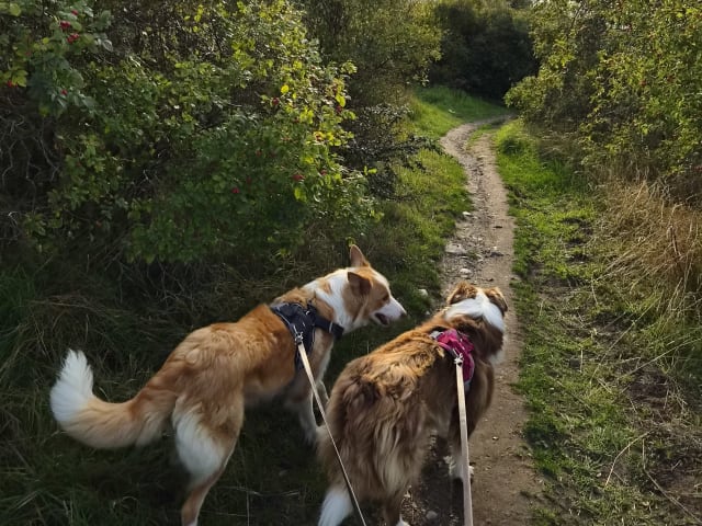 Border Collie · Limhamn · Ruckeltofta Gård