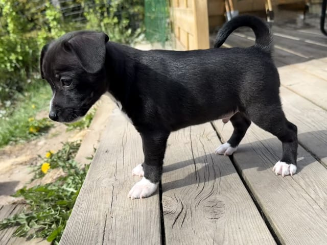 Xoloitzcuintle