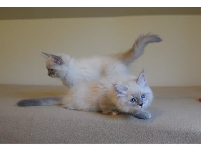 Sibirsk skogkatt